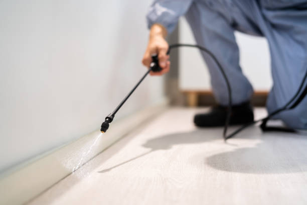 Licensed Termite Control service in Rutland County County, VT - Nex Pest Control